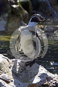 Humboldt penguin flightless bird vertebrates spectacle photo