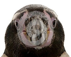 Humboldt Penguin head, Spheniscus humboldti