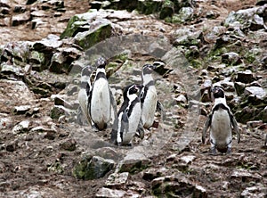 Humboldt Penguin in the island Ballestas, Paracas National Park in Peru.