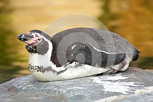 Humboldt penguin isolated