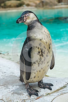 Humboldt penguin with its eyes closed.