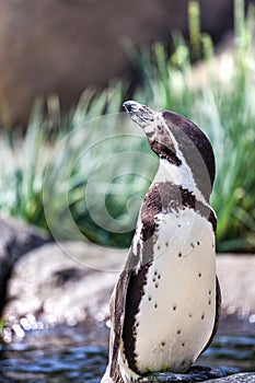 Humboldt Penguin In Its Natural Habitat