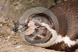 Humboldt penguin laying on the ground