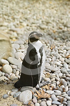 Humboldt Penguin at the London Zoo, wildlife