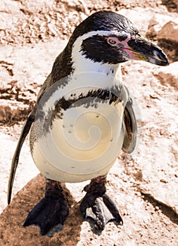 Humboldt penguin looking in the camera