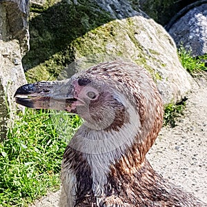 Humboldt penguin looking in the camera