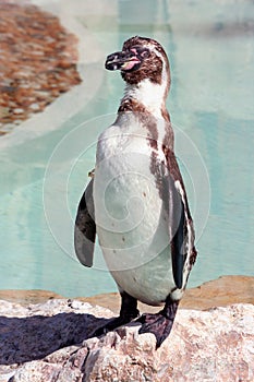 Humboldt penguin in a marineland