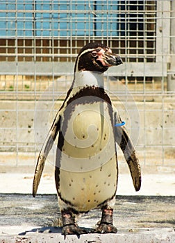 Humboldt penguin at Marwell Zoo England