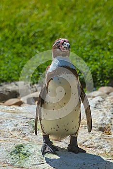 The Humboldt Penguin is a medium-sized penguin.