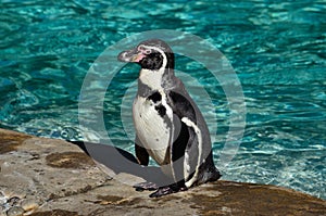 Humboldt Penguin photo