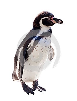 Humboldt penguin over white