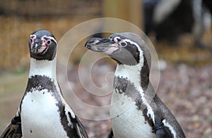 Humboldt penguin