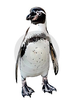 Humboldt Penguin Is a penguin
