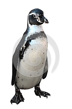 Humboldt Penguin Is a penguin