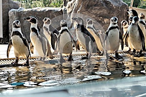 Humboldt Penguin Is a penguin