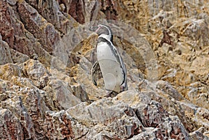 Humboldt Penguin on the Peruvian Coast