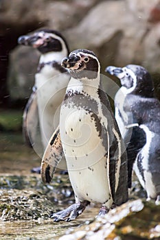 Humboldt Penguin(Peruvian Penguin)