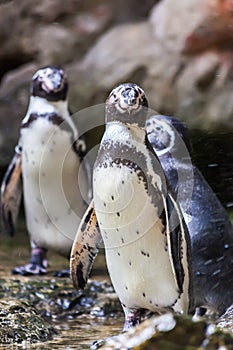 Humboldt Penguin(Peruvian Penguin)