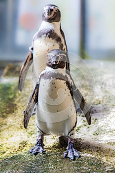 Humboldt Penguin(Peruvian Penguin)