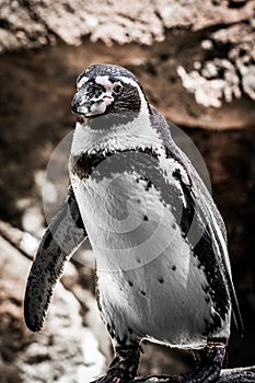 Humboldt Penguin Portrait