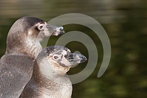 Humboldt penguin portrait