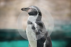 Humboldt penguin posing laterally