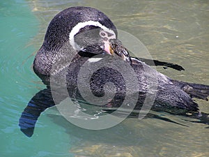 Humboldt Penguin Preening