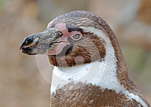 Humboldt Penguin Profile