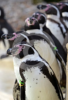 Humboldt Penguin Queue