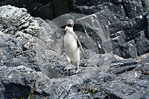 Humboldt Penguin Reserva Nacional Pinguino de Humboldt