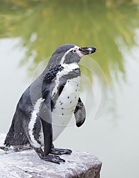 Humboldt penguin on a rock