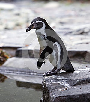 Humboldt Penguin on the rock