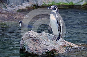 Humboldt penguin