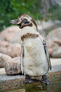 Humboldt Penguin on the shore with water and stones at the background