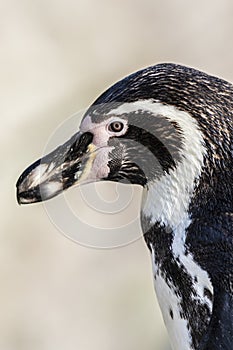 Humboldt Penguin showing details of head