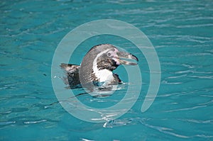 Humboldt penguin smiling on surface of blue water