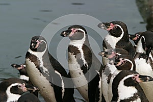 Humboldt Penguin, Sphenicus humboldti