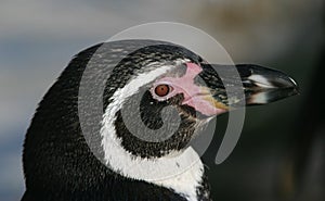 Humboldt Penguin, Sphenicus humboldti