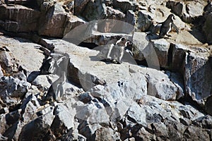 Humboldt penguin, Spheniscus Humboldt National Park the Ballestas Islands - Peru