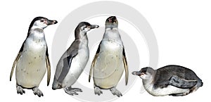 The Humboldt Penguin Spheniscus humboldti