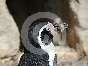 Humboldt penguin, Spheniscus humboldti
