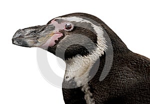 Humboldt Penguin, Spheniscus humboldti