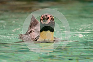 Humboldt penguin spheniscus humboldti