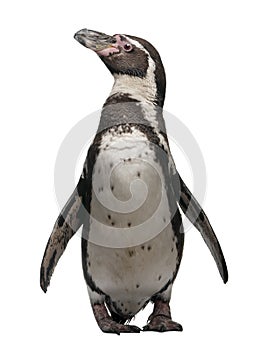 Humboldt Penguin, Spheniscus humboldti photo