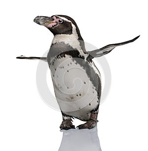 Humboldt Penguin, Spheniscus humboldti, photo