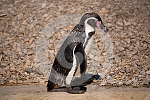 Humboldt penguin Spheniscus humboldti