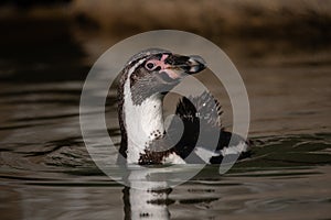 Humboldt penguin Spheniscus humboldti