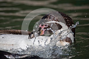 Humboldt penguin & x28;Spheniscus humboldti& x29;