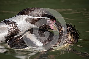 Humboldt penguin Spheniscus humboldti