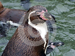 Humboldt penguin Spheniscus humboldti